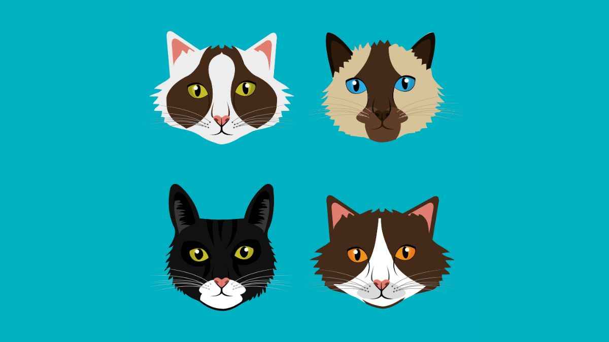 10 Biggest Domestic Cat Breeds